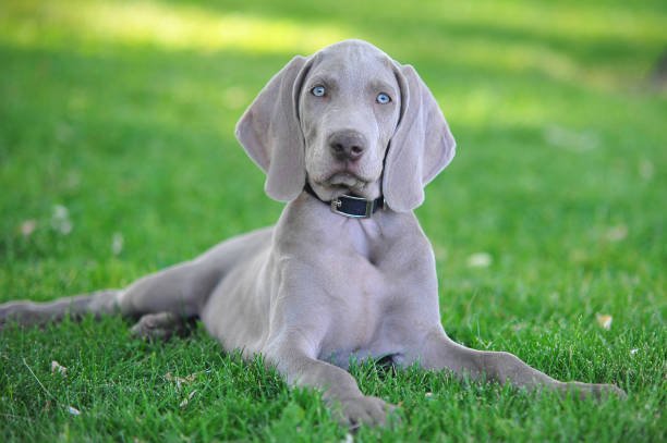 Mascota de la comunidad Pet-Zu